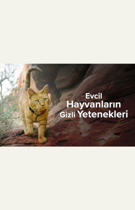 Evcil Hayvanların Gizli Yetenekleri