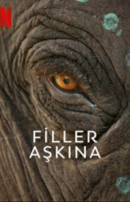 Filler Aşkına